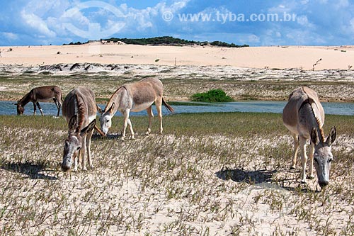  Donkeys - Canoa Quebrada Beachs dunes  - Aracati city - Ceara state (CE) - Brazil