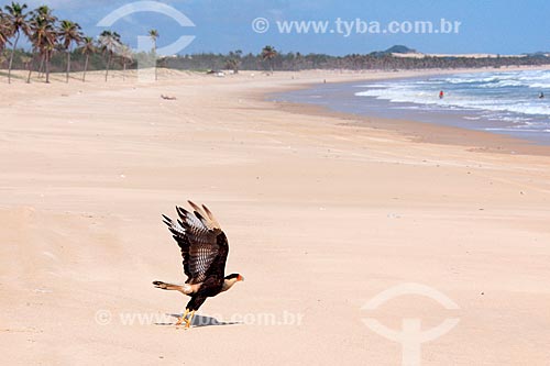  Carcara (Polyborus plancus) - Cumbuco Beach  - Caucaia city - Ceara state (CE) - Brazil