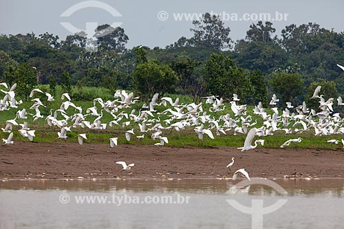  Great egrets (Ardea alba) on the banks of the Amazonas River  - Manaus city - Amazonas state (AM) - Brazil