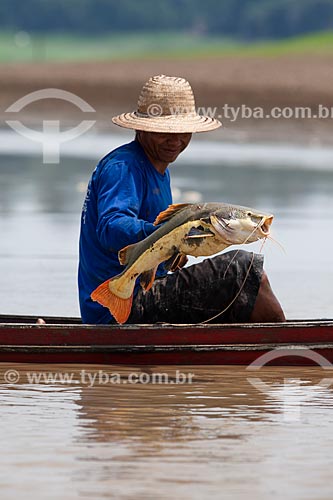  Riverine fishing redtail catfish (Phractocephalus hemioliopterus) - Amazonas River  - Manaus city - Amazonas state (AM) - Brazil