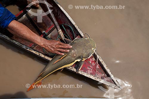 Detail of redtail catfish (Phractocephalus hemioliopterus) fishing - Amazonas River  - Manaus city - Amazonas state (AM) - Brazil