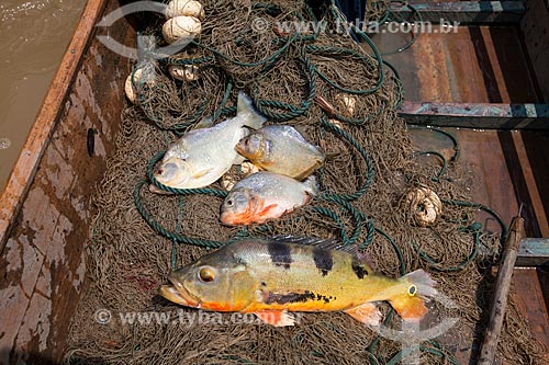  Detail of fishes fishing - Amazonas River  - Manaus city - Amazonas state (AM) - Brazil