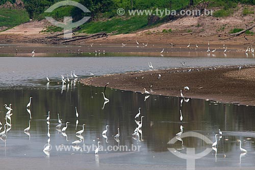  Great egrets (Ardea alba) on the banks of the Amazonas River  - Manaus city - Amazonas state (AM) - Brazil