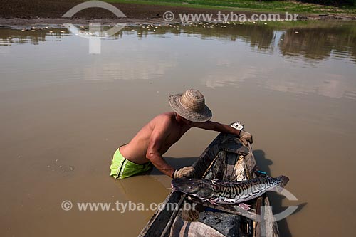  Riverine fishing Spotted sorubim (Pseudoplatystoma corruscans) - Amazonas River  - Manaus city - Amazonas state (AM) - Brazil