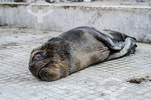  South American fur seal (Arctocephalus australis) - Iquique city region
  - Iquique city - Iquique Province - Chile
