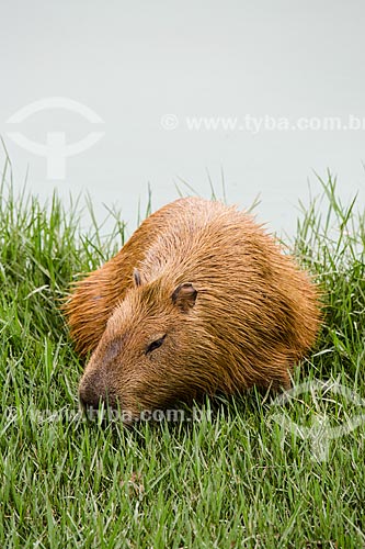  Capybara (Hydrochoerus hydrochaeris) on the banks of the Pampulha Lagoon  - Belo Horizonte city - Minas Gerais state (MG) - Brazil