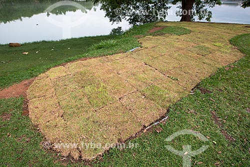  Grass planting  on the banks of the Pampulha Lagoon  - Belo Horizonte city - Minas Gerais state (MG) - Brazil