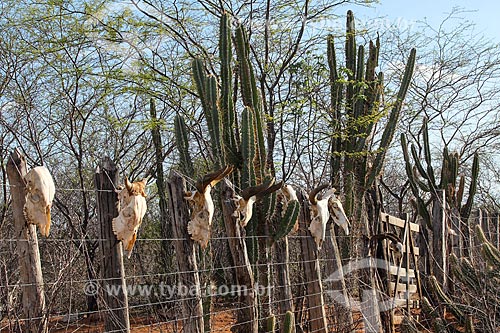  Fence with skulls of cattle killed by drought  - Pernambuco state (PE) - Brazil