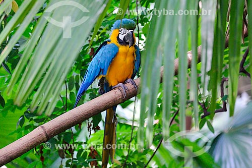  Detail of the Blue-and-yellow Macaw (Ara ararauna) - also known as the Blue-and-gold Macaw - Marajo Island  - Para state (PA) - Brazil
