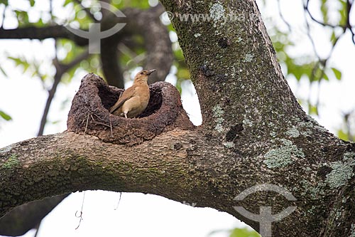  Rufous Hornero (Furnarius rufus) - also known as Red Ovenbird - building nest - Bagatelle Square  - Belo Horizonte city - Minas Gerais state (MG) - Brazil