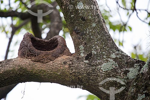  Rufous Hornero (Furnarius rufus) nest - also known as Red Ovenbird - Bagatelle Square  - Belo Horizonte city - Minas Gerais state (MG) - Brazil