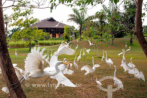  Great egrets (Ardea alba) - Mangal das Garças Park  - Belem city - Para state (PA) - Brazil
