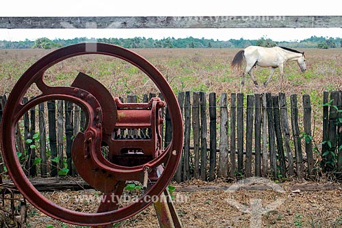  Horse - Carmo Farm  - Salvaterra city - Para state (PA) - Brazil