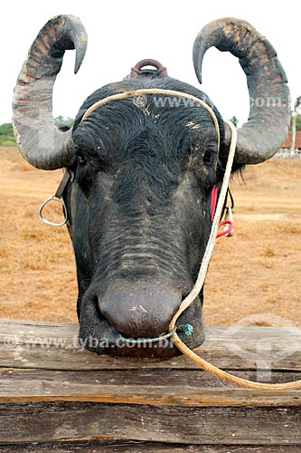  Corral with buffalo - Carmo Farm  - Salvaterra city - Para state (PA) - Brazil