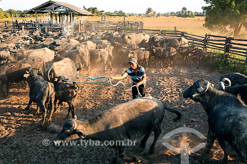  Cattle herding with buffalos raising - Sanjo Farm  - Salvaterra city - Para state (PA) - Brazil
