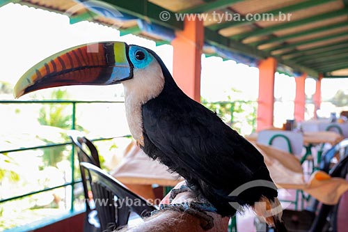 Detail of the toco toucan (Ramphastos toco) - Sanjo Farm  - Salvaterra city - Para state (PA) - Brazil