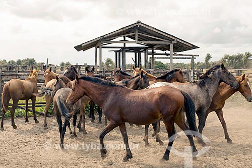  Horses - corral of the Sanjo Farm  - Salvaterra city - Para state (PA) - Brazil