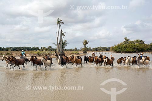  Horses - dam near to of the Sanjo Farm  - Salvaterra city - Para state (PA) - Brazil