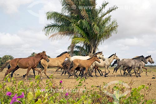  Horses - Sanjo Farm  - Salvaterra city - Para state (PA) - Brazil