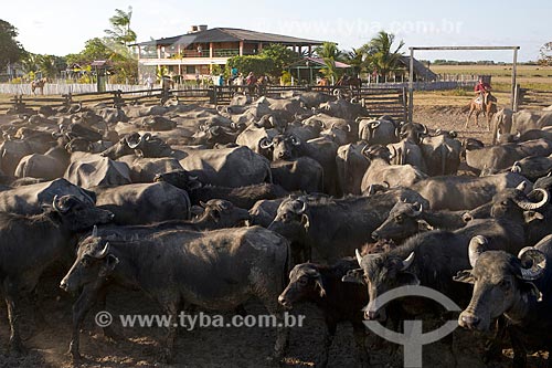  Buffalos raising - Sanjo Farm  - Salvaterra city - Para state (PA) - Brazil