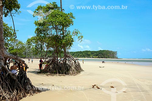  Trees - Barra Velha Beach waterfront  - Soure city - Para state (PA) - Brazil