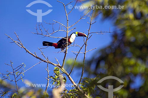  Detail of white-throated toucan (Ramphastos tucanus) - Marajo Island  - Para state (PA) - Brazil