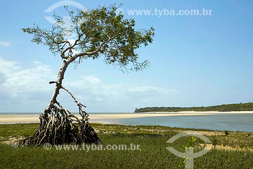  Tree at Agua Boa Beach waterfront - Marajo Island  - Salvaterra city - Para state (PA) - Brazil