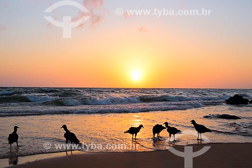  Birds - Joanes Beach during the dawn  - Salvaterra city - Para state (PA) - Brazil