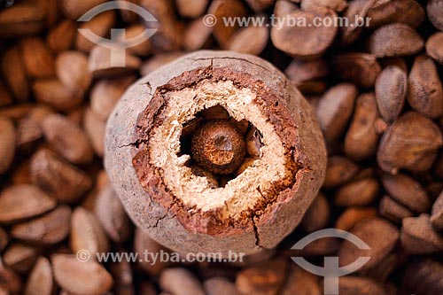  Detail of Brazil nut to sale - Ver-o-peso Market  - Belem city - Para state (PA) - Brazil