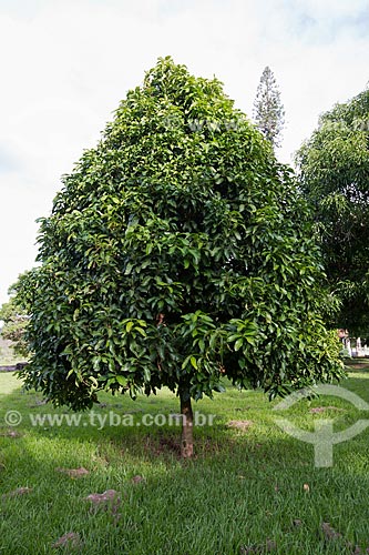 Jambo tree (Syzygium jambos) at Sao Geraldo Farm  - Paraiba do Sul city - Rio de Janeiro state (RJ) - Brazil