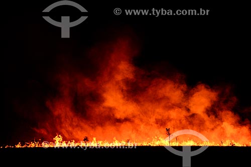  Burned - Emas National Park  - Mineiros city - Goias state (GO) - Brazil