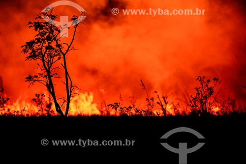  Burned - Emas National Park  - Mineiros city - Goias state (GO) - Brazil