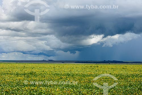  Soybean plantation during the rain  - Goias state (GO) - Brazil