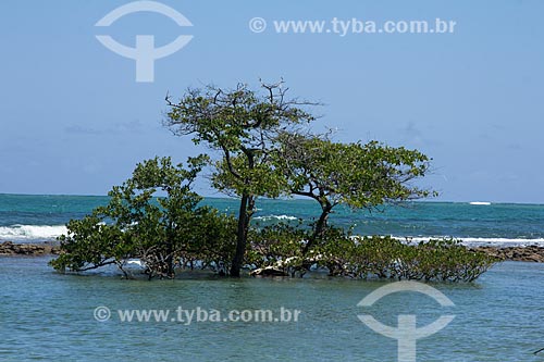  Almost submerged tree in Carneiros Beach waterfront  - Tamandare city - Pernambuco state (PE) - Brazil