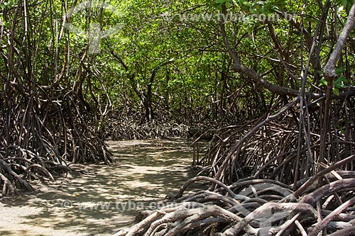  Mangroves - Ipojuca River  - Ipojuca city - Pernambuco state (PE) - Brazil