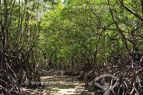  Mangroves - Ipojuca River  - Ipojuca city - Pernambuco state (PE) - Brazil