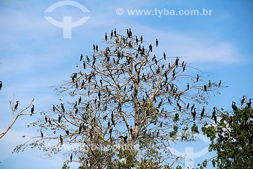  Neotropic Cormorants bunch (Phalacrocorax brasilianus) - also known as biguauna, imbiua, miua or cormorant - Cunia Lake  - Porto Velho city - Rondonia state (RO) - Brazil