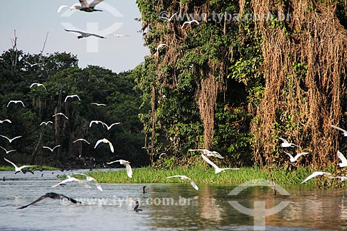  Snowy Egrets (Egretta thula) and Neotropic Cormorants (Phalacrocorax brasilianus) - Cunia Lake  - Porto Velho city - Rondonia state (RO) - Brazil