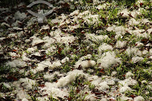  Floor covered with cotton from the fruit of kapok tree (Ceiba pentandra) near to Cunia Lake  - Porto Velho city - Rondonia state (RO) - Brazil