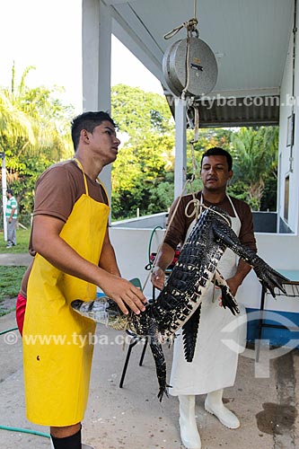  Preparation to slaughter of Black Caiman (Melanosuchus niger) for population control - Cunia Lake Extractive Reserve  - Porto Velho city - Rondonia state (RO) - Brazil