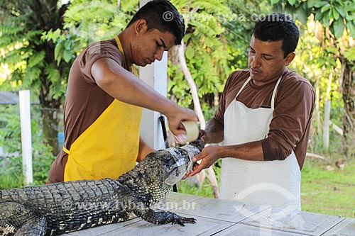  Preparation to slaughter of Black Caiman (Melanosuchus niger) for population control - Cunia Lake Extractive Reserve  - Porto Velho city - Rondonia state (RO) - Brazil