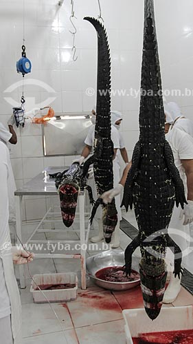  Slaughter of Black Caiman (Melanosuchus niger) for population control - Cunia Lake Extractive Reserve  - Porto Velho city - Rondonia state (RO) - Brazil