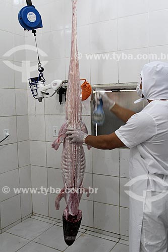  Processing of Black Caiman (Melanosuchus niger) after slaughter for population control - Cunia Lake Extractive Reserve  - Porto Velho city - Rondonia state (RO) - Brazil