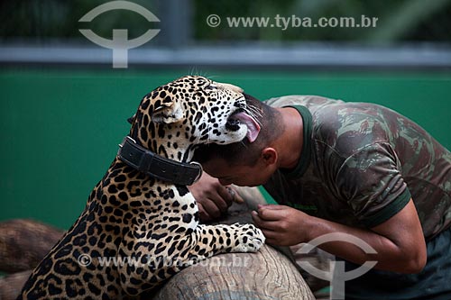  Jaguar (Panthera onca) and Soldier of instruction center of jungle war (CIGS)  - Manaus city - Amazonas state (AM) - Brazil