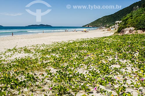  Sandbank vegetation known as Beach Morning Glory or Goats Foot (Ipomoea Pes-caprae) -Açores Beach  - Florianopolis city - Santa Catarina state (SC) - Brazil
