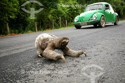  Sloth crossing road in Tinguá  - Nova Iguacu city - Rio de Janeiro state (RJ) - Brazil