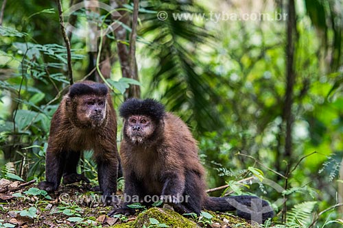  Black capuchins (Sapajus nigritus) - Itatiaia National Park  - Itatiaia city - Rio de Janeiro state (RJ) - Brazil