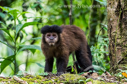  Black capuchin (Sapajus nigritus) - Itatiaia National Park  - Itatiaia city - Rio de Janeiro state (RJ) - Brazil