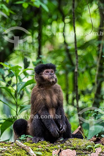  Black capuchin (Sapajus nigritus) - Itatiaia National Park  - Itatiaia city - Rio de Janeiro state (RJ) - Brazil