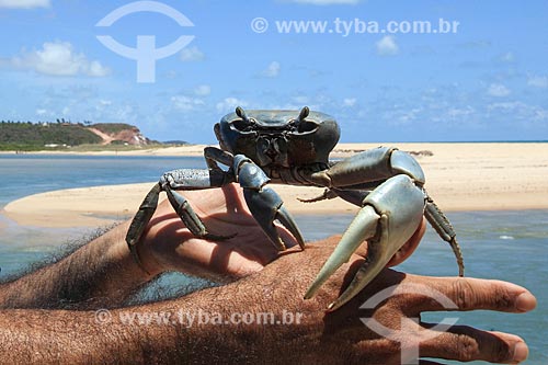  Blue land crab (Cardisoma guanhumi) - Barra of Gramame  - Conde city - Paraiba state (PB) - Brazil